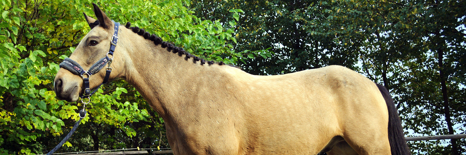 La Barona Pony Connemara Villar San Costanzo (Cuneo)