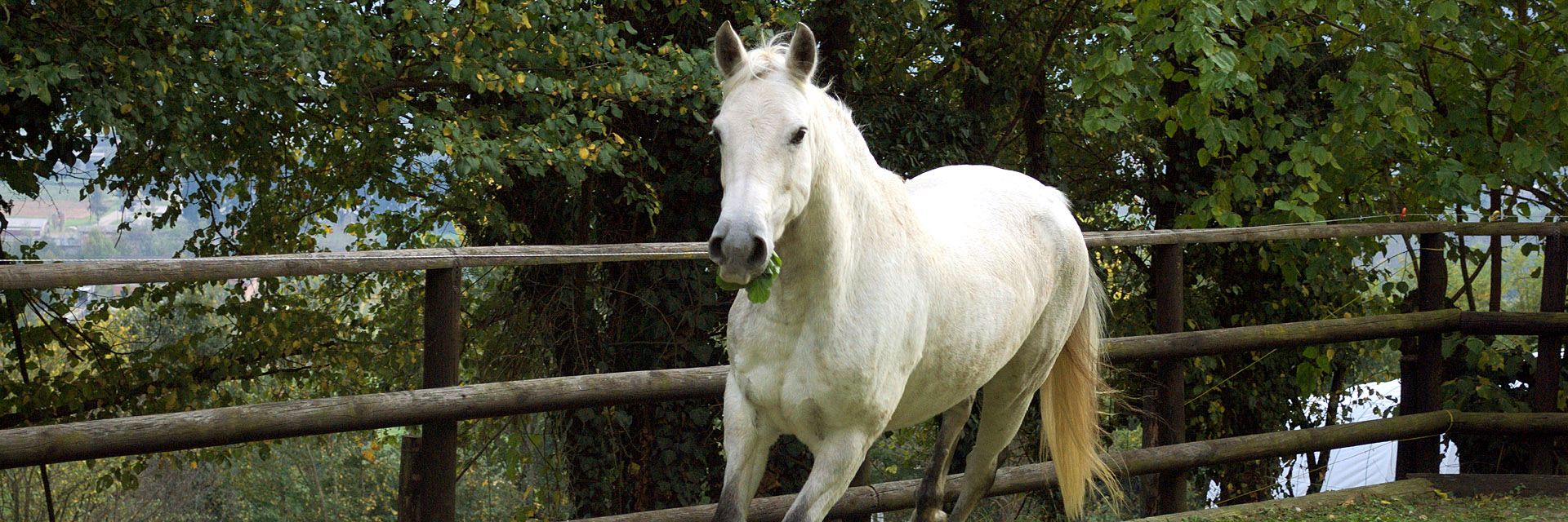 La Barona Pony Connemara Villar San Costanzo (Cuneo)