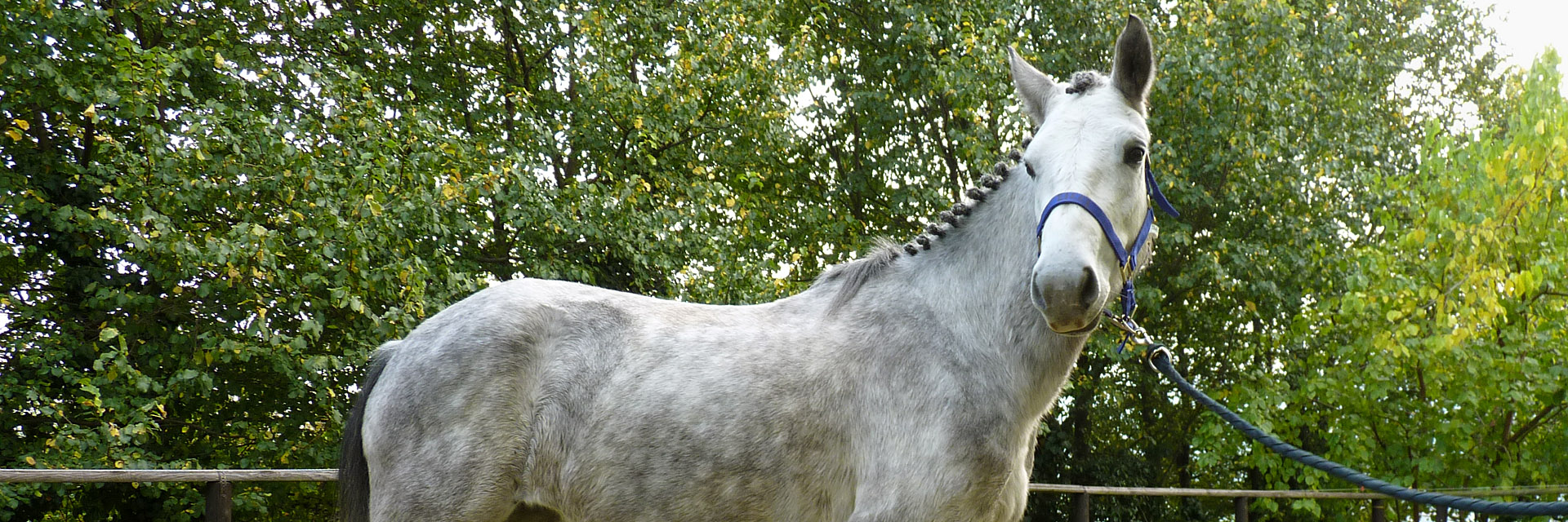 La Barona Pony Connemara Villar San Costanzo (Cuneo)