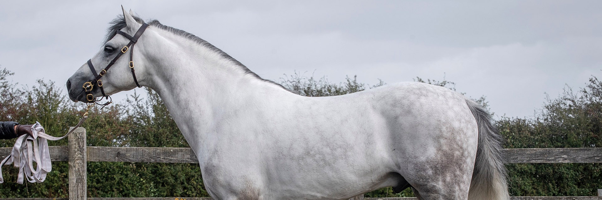 Cashelbay Shadow - 1 class stallion