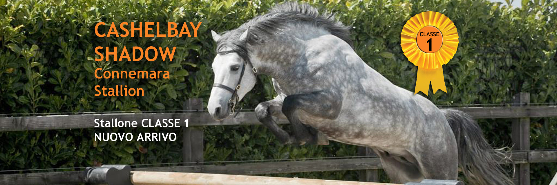 La Barona Pony Connemara Villar San Costanzo (Cuneo)